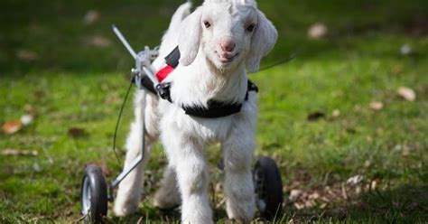 Part Two: Disabled Animals Who Overcame Their Challenges Thanks to Their Human Angels - National ...