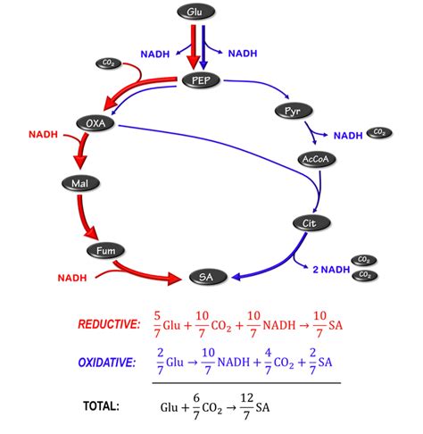 Succinic Acid; Potassium Succinate; Succinate