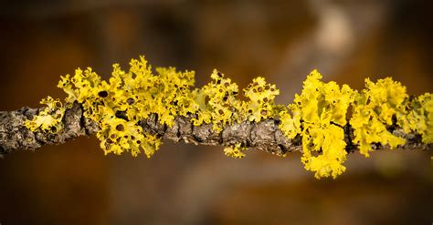 Free stock photo of algae, branch, moss