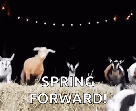 Spring Forward Jump GIF - Spring Forward Jump Goat - Discover & Share GIFs