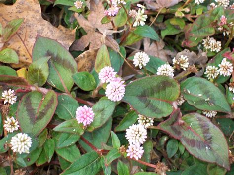 Pink Clover/Pink Knotweed (Polygonum capitatum) | Plants, Raised ...