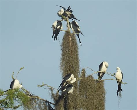 Will you help with Swallow-tailed Kite Population Monitoring?