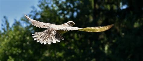 Was the Roc a Real Bird? - Animal Hype