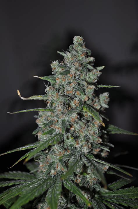 Cheez Wreck (Sagarmatha Seeds) :: Cannabis Strain Info