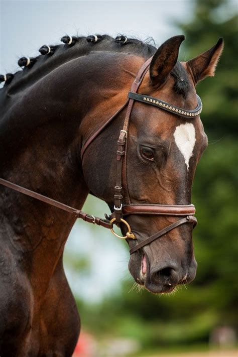 Ask the experts: My dressage horse chomps at the bit. What to do? | Dressage horses, Horses ...