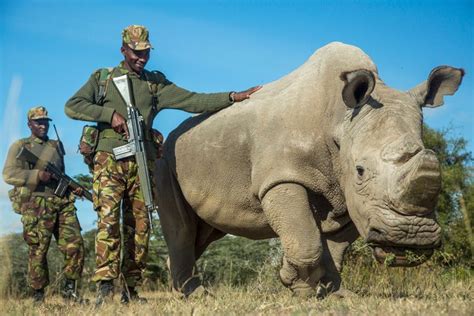 He's The Last Male Northern White Rhino On Earth, And He's Now On Tinder | HuffPost News