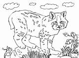 Cute Bobcat coloring Page  ColouringPages sketch template