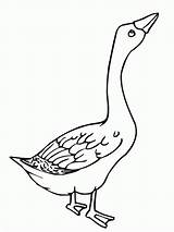 Baby Goose Coloring Page Adorable Designs For Your Little Ones To Color sketch template