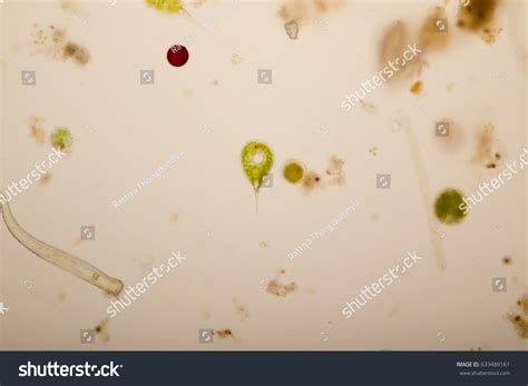 Plankton Under Microscope View Stock Photo 633489161 | Shutterstock