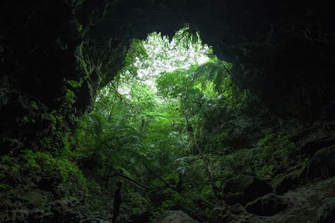 View Of Jungle From A Limestone Cave by Ippei Naoi