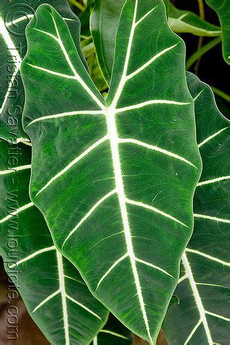 Large Leaf - Tropical Plant