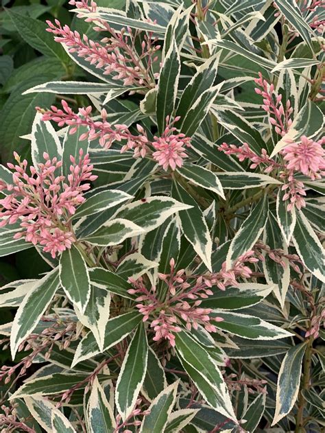 Pieris japonica 'Flaming Silver' Flowering Japanese andromeda | Shade landscaping, Shrubs for ...