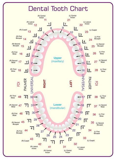 Dental Tooth Chart Printable | Dental hygiene school, Dental hygiene student, Tooth chart