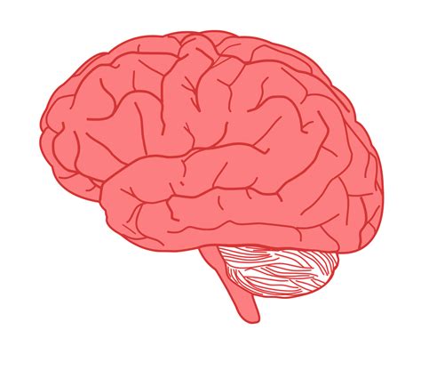 Clipart - brain in profile