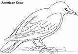 Crow Printable Coloring Pages sketch template