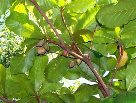 Beneficios de la hoja de almendra | Curiosidades | Mujer con salud