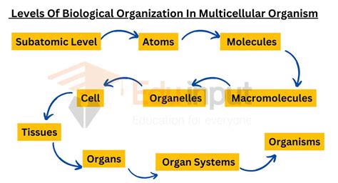 Sequence For Levels Of Biological Organization Within A Multicellular Organism