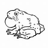 Toad coloring page  Animals Town color Sheet sketch template