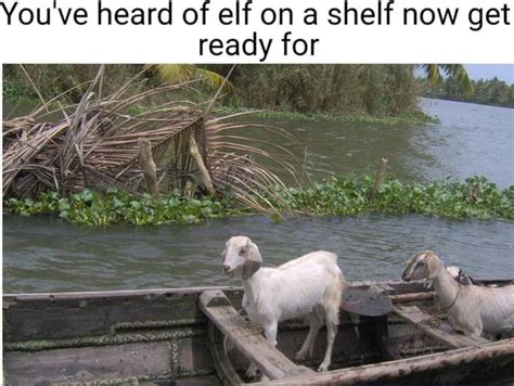 Goat in a boat : r/memes