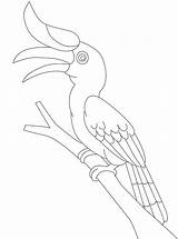 Hornbill Coloring Pages  Free Printable For Kids sketch template