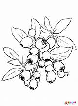 Blueberry Coloring Pages Printable For Free Download sketch template