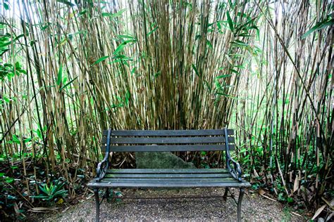 Bamboo - The Japanese Garden