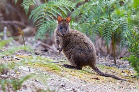 Pademelon | Fun Animals Wiki, Videos, Pictures, Stories