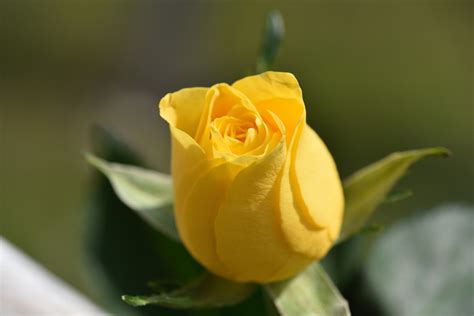 Free Images : blossom, petal, bloom, flora, yellow flower, close up, closed, bud, macro ...