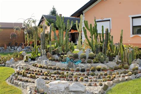 11 Ways to Use Cactus to Enhance Your Landscaping