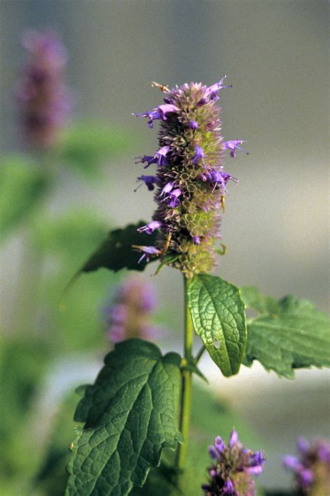 Anise Hyssop Seeds 356 · Turtle Tree Seed Initiative