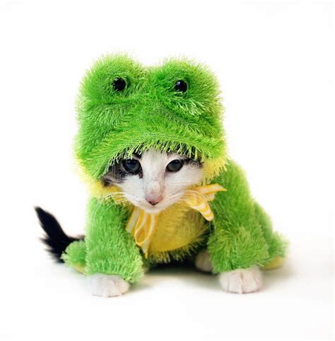 Cat in Frog Suit stock image. Image of cute, humor, green - 1752917