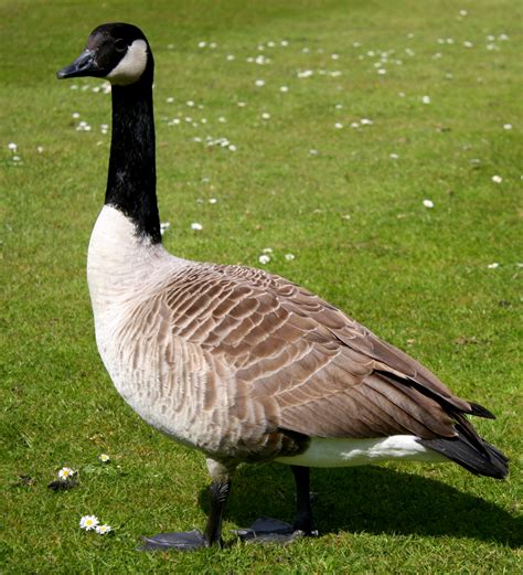 Canada geese in New Zealand - Wikipedia