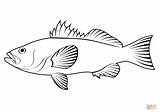 Kelp Bass Paralabrax Clathratus coloring Page  Free Printable sketch template