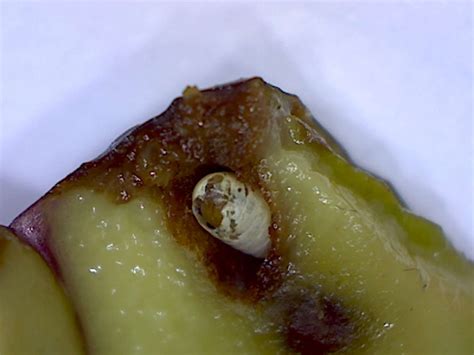 Olive fruit fly damage - Foothill Sierra Pest Control