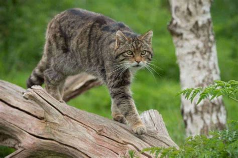 Wild Cat Facts, Types, Classification, Lifespan, Habitat, Diet