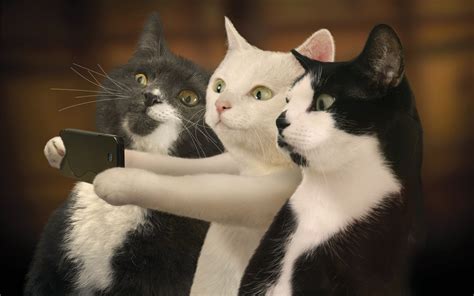 Funny Cat Selfie in Stunning 4K Ultra HD Wallpaper!