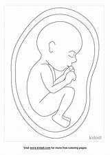 Free Fetus Coloring Page  Printables Kidadl sketch template