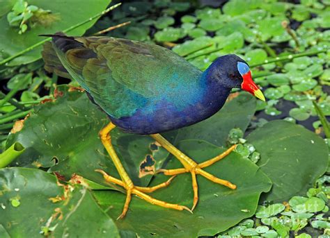 Purple Gallinule Feet Photograph by Larry Nieland