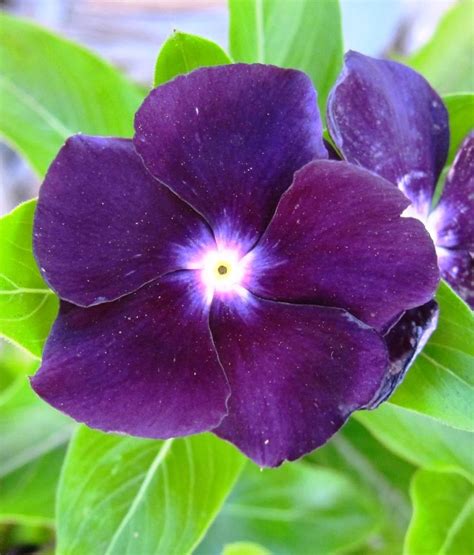 Vinca Periwinkle (sunstorm -PURPLE) - Annual flowers seed300 Seeds | Periwinkle flowers, Flower ...