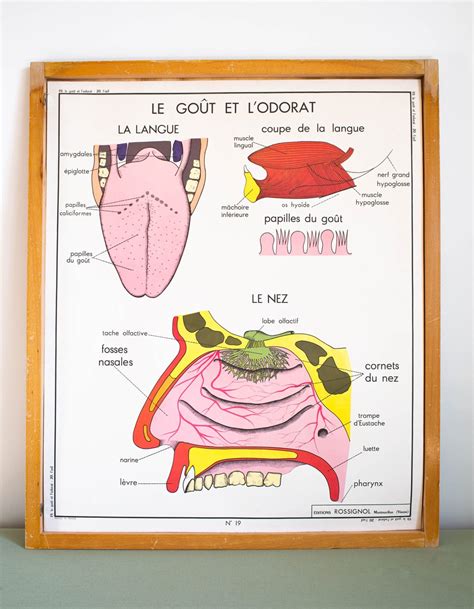 Anatomy Of Human Body Flat Infographic Stock Illustra - vrogue.co