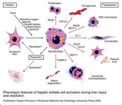 Liver Cells ~ Medical Health Information