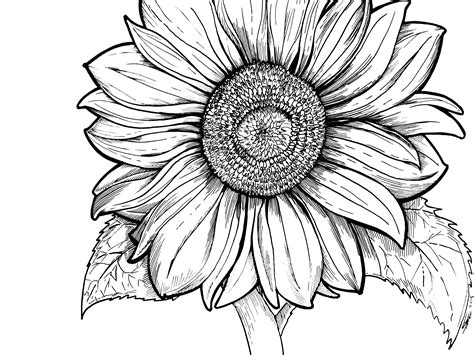 Simple Sunflower Drawing | Free download on ClipArtMag