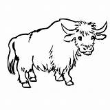 Free Yak Clipart Black And White Download  sketch template