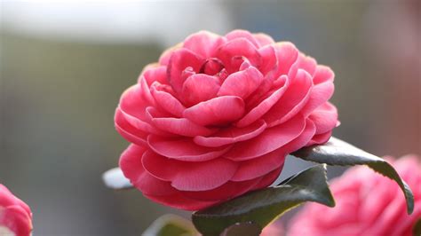 Top 10 Flowers That Look Like Roses - #02 - Camellia - HD Wallpapers | Wallpapers Download ...