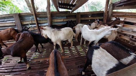 Goat Farming Philippines || Native na Kambing for Fattening and Sell - YouTube