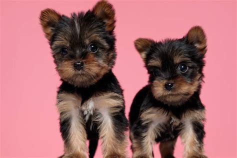 Teacup Yorkie Haircuts Pictures Stock Photos, Pictures & Royalty-Free Images - iStock