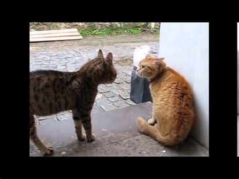 Cats meowing very loudly ( Very Angry Cats ) - YouTube