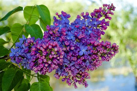 How to Grow and Prune Lilac Bushes - Dengarden