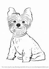 Teacup Yorkie Coloring Pages sketch template