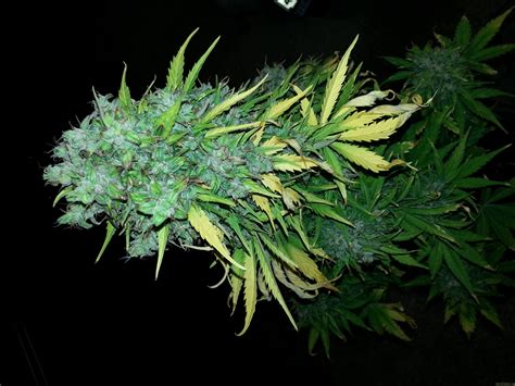 Maxi GOM (GrassOmatic) :: Cannabis Strain Info